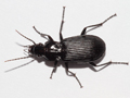 Pterostichus niger